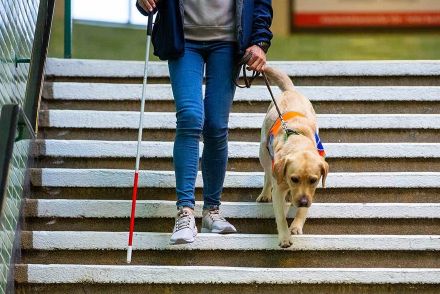 盲目の男性と盲導犬を入店拒否　人気インフルエンサーの告白で物議に　「警察を呼ぶべき」【米】