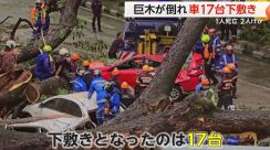 「オーマイガー!」巨木が倒れ車17台が下敷きに　交通量が多い道路が大混乱　1人死亡、2人けが　マレーシア