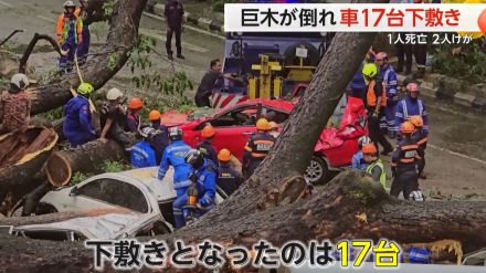 「オーマイガー!」巨木が倒れ車17台が下敷きに　交通量が多い道路が大混乱　1人死亡、2人けが　マレーシア