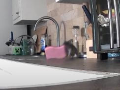 毎夜キッチンから消えるスポンジ……カメラを設置してみると……　小さな犯ネズミの行動に「ベッドにするのかな？」と驚きの声【米】
