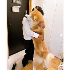 帰宅したお父さんに抱きつく秋田犬　全力のお出迎えの様子が「まさに忠犬の鏡」「感動の再会シーン」