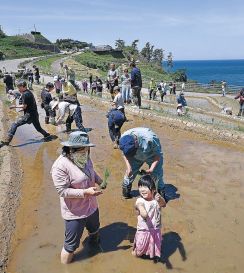 よみがえれ千枚田　輪島、修復完了の１２０枚田植え　全国オーナーら５０人