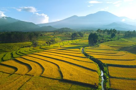 インドネシアの「スマート農業」、新興企業Elevarmが約4億円調達