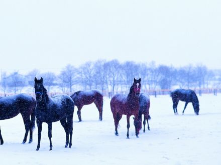 メジロ牧場「女たちがつなぐDNA」…ボサツ、ラモーヌ、ドーベルら競馬史に残る血脈とオーナー北野ミヤの強運を辿って《2011年閉業》