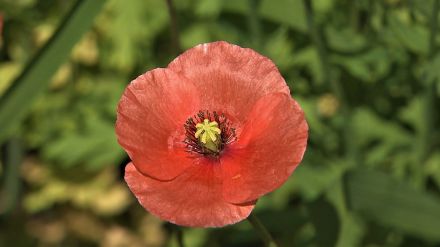 道端に咲くオレンジの花の正体　茎には毒…「切ったら黄色い汁」　自治体が続々と「注意喚起」　強い繁殖力も特徴