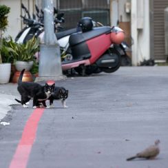 狙いを定めるタキシード猫たち「足音たてるなよ」「任せて、靴下はいてきた！」【沖昌之】