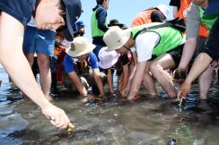 沖ノ島のアマモ場再生へ　110人が浅瀬に苗を移植　館山（千葉県）
