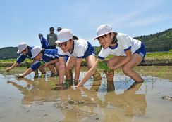 田植えの大変さ実感　藤沢・黄海小5年生農業体験　一関【岩手】