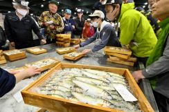 初夏告げる天然鮎の初競り、過去５年で最多８２キロ入荷　岐阜市中央卸売市場