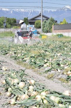 味良しタマネギ収穫開始　豊科