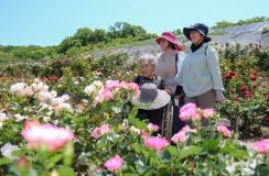 色とりどりバラ100種・2500株　宇佐市の千財農園で見頃