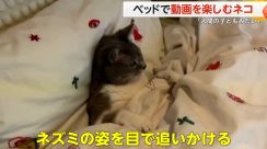 【約400万回再生】枕を背もたれに布団をかぶり、ネズミの動画をじーっ…と見つめるネコ「まるで人間の子ども」と話題に