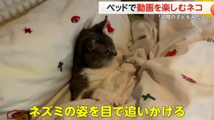 【約400万回再生】枕を背もたれに布団をかぶり、ネズミの動画をじーっ…と見つめるネコ「まるで人間の子ども」と話題に