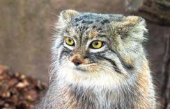 最古のネコと称されるマヌルネコに会いたい｜埼玉県こども動物自然公園【大人が行きたい「動物園」と「水族館」】