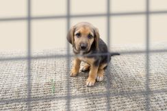 犬４５０匹以上虐待の繁殖業者に有罪判決、獣医師免許なしで手術も　元刑事「より厳しい対応を」