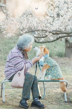 愛する柴犬へ、おばあちゃんが手作りする洋服が6着目に　祖母と愛犬の温かい日常に「愛おしすぎる」「泣けてきた」