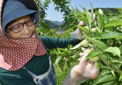 今度は果樹園にカメムシ？　京都府病害虫防除所が注意報　モモ農家は袋掛けを前倒し