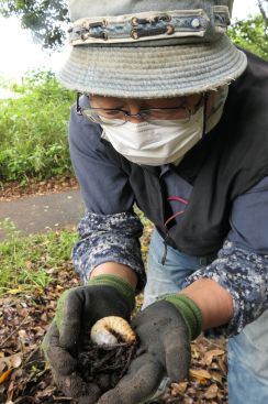 4年ぶりにカブトムシの卵がふ化　ビートルベッドに　次は成虫が集まる環境づくり／岡山・津山市