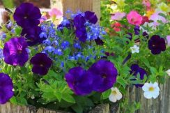 【初夏の寄せ植え】いま咲きどきの「ペチュニア」を引き立てる＜隣に植えたい名脇役な花＞3選