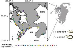 眼鏡橋下にオオウナギ生息か　長崎大の研究グループ　県内の河川で環境ＤＮＡ調査