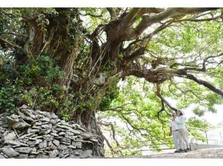 デイゴ並木保護へ　瀬戸内町、病害虫被害で回復事業　保護エリア3島に拡大