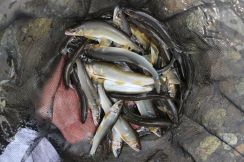 【釣り情報】静岡・興津川でアユ試し釣り。各所で追いよく好感触　20日解禁が待ち遠しい