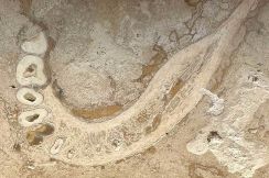 お風呂の床のタイルで古人類の骨が見つかる、ネットで話題に、人類学者ら興奮