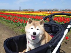 ハッシュタグ「愛犬ブサ顔選手権」ぶっちぎり優勝！？ 12万いいねを集めた柴犬の、最高の “ブサ顔”がこちらです。