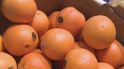 オレンジ高騰の一方… 国産ミカンも“カメムシ”が原因で不足の可能性　西日本中心に大量発生のカメムシ「吸われると実がだめになる」
