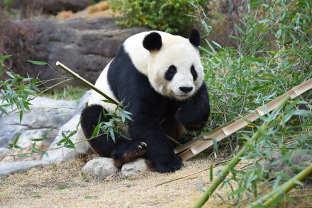 貴重ないきものがたくさん！　上野動物園をめいっぱい楽しむためのポイント5選