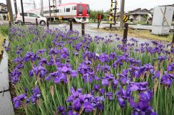 アヤメに雨、鮮やかさ増す紫色　長野市の柳原駅一帯で見頃