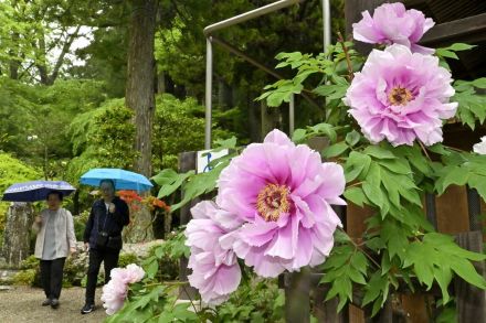 大輪ボタンしっとりと　栃木・那須塩原の古刹妙雲寺で見頃