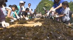 特産ピンチ「板ワカメ」かつて60軒…わずか1軒に　漁村奮起、自称世界最大「タタミ10畳分」板ワカメ作りに成功