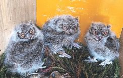 伐採スギに巣、オオコノハズクのひな３羽救う　富山県の砺波市民とねいの里協力、「引っ越し」成功