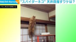 天井を目指して“懸垂状態”になる猫 滅多に見せない運動神経バツグンな姿に飼い主驚愕