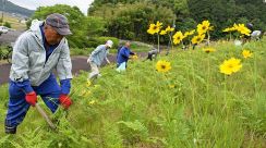 かわいい黄色い花だけど…生態系に影響大「オオキンケイギク」駆除活動　岐阜・関市の堤防