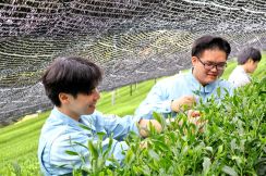 茶摘みで見据える地域の未来　町の新規採用職員が茶園で研修　茶文化と農家の大変さを理解