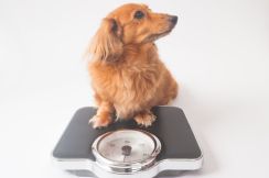 「ぽっちゃりしててかわいい」では済まない！　獣医師に聞いた「犬の肥満」を家庭でチェックする方法