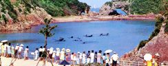 鯨類飼育の変遷①　オープン当初の雄大な光景　くじら日記