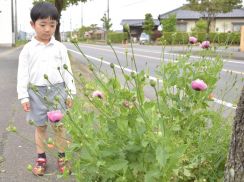 5歳児、違法ケシ発見　茨城・東海　草花好き、瞬時に判別