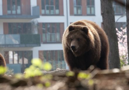 〈都会にも増えるクマの出没〉生息地の環境悪化が原因じゃない、動物たちが人里に来るワケを大解剖