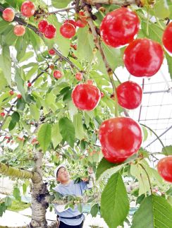 「赤い宝石」収穫真っ盛り　高級品種・佐藤錦、福島でハウス栽培