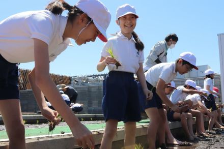 小学生が田植え体験　大阪・ハグミュージアムの屋上「稲刈りが楽しみ」