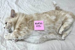 愛猫は「わがままボディー」　付箋を貼られた姿に2.3万“いいね”　懐メロを連想する声も