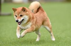 【20～40代に聞いた】子どもと一緒に育てたい「犬種」ランキング！　2位は「ゴールデン・レトリーバー」、1位は？