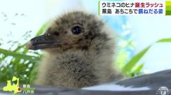 フワフワ!体長約10cm!　ウミネコのヒナ誕生ラッシュの蕪島　約3万羽　見るときは「遠くからちょっと見守っていただければ…」