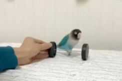 見たことある？二輪車を乗りこなすインコ。スイスイ立ち漕ぎする姿に「天才すぎます！！」