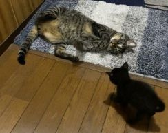 黒い毛玉のようだった保護子猫　約1年後…先輩と肩を並べる姿でわかる『成長ぶり』に心が温まる