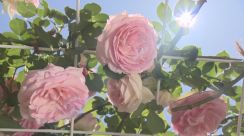 園内を甘い香りで包む　約500株のバラが見頃　甲州市の観光庭園