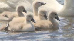 「産毛がふかふかで可愛い」 コブハクチョウのヒナ誕生　今年もお目見え　山中湖